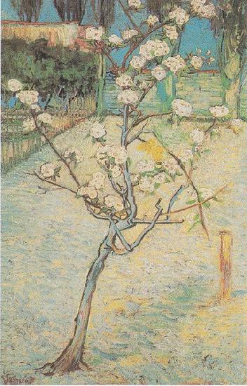 Vincent Van Gogh Flowering Pear-Tree oil painting picture